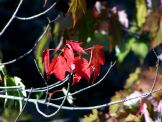 Red Leaves