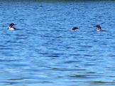 Loons on Little May Lake