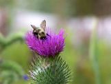 Bee on thistle