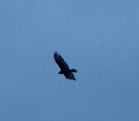 Hawk in Flight