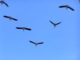 Flying Geese