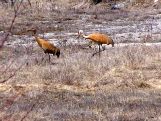 Pair of Sandhill Cranes