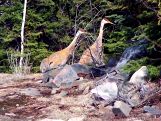 Sandhill Cranes 2