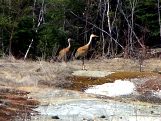 Sandhill Cranes