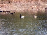 Ducks at Serpent River