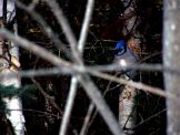 Blue Jay