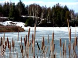 Bulrushes