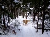 Cabin in the Bush