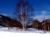 Birch Trees