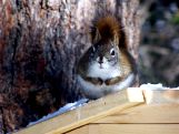 Squirrel 2