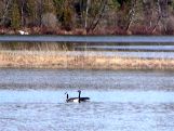 Geese of Serpent River