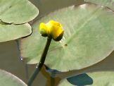 Bull Water Lillies