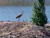 Lone Crane