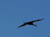 Sandhill in Flight 1