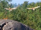 Sandhill in Flight 2