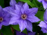 Clematis