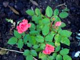 Pink Mini Rose