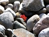 Red Maple in Rocks