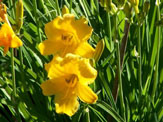 Yellow Flowers