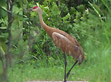 Lone Crane