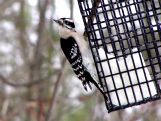 Woodpecker