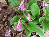 LadySlipper