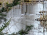 Otter at Sherrif Creek