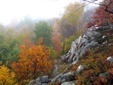 Fall Trees