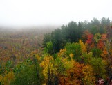 Trees On Cliff