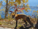 Fox