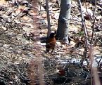 Robin in Bush