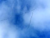 Geese Flying South