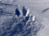Snowprints