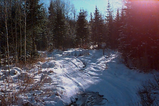 Mild weather to start the new year!