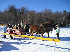 sled dog race picture 6