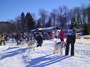 sled dog race picture 3