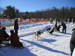 sled dog race picture 2