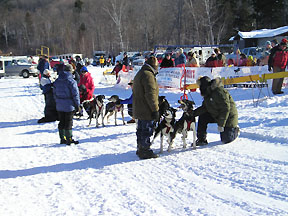 sled dog race picture 1