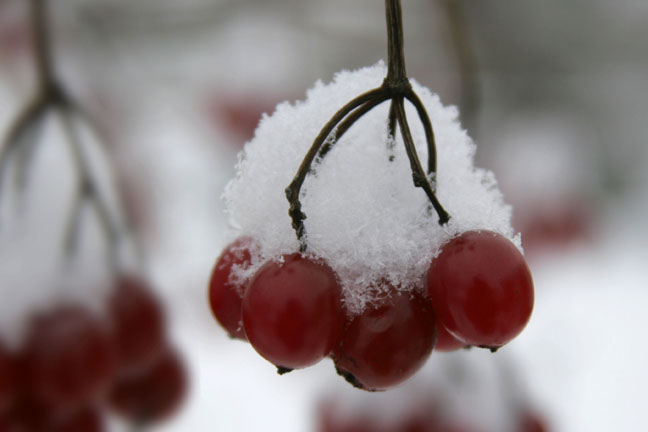 Fantastic shot capturing the "flavour" of winter, submitted by Kalman (Kal) Biro