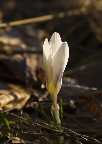 Spring is here!  Beautiful photo of spring flower submitted by Kal Biro