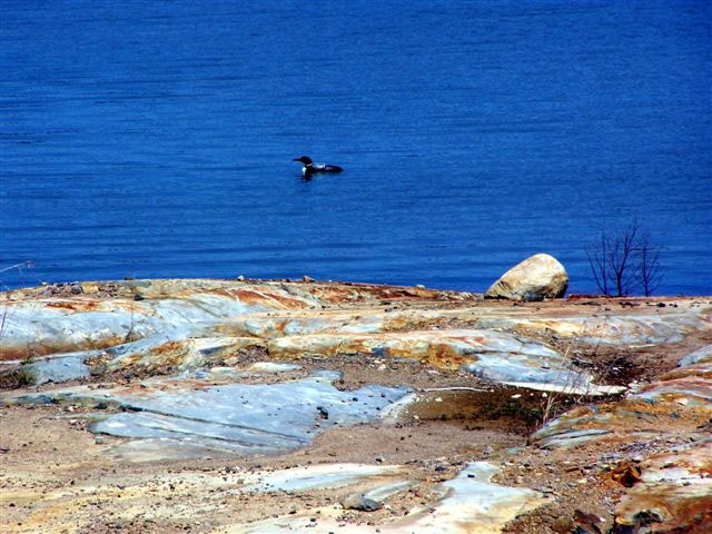 Great spring shot of a loon on the lake