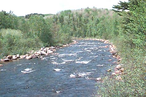 Deer Trail in the Spring