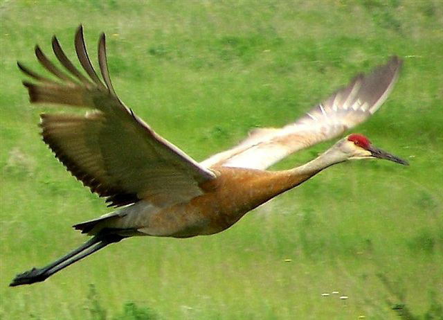 Male Sandhill Crane in flight taken and submitted by Rick Gordon