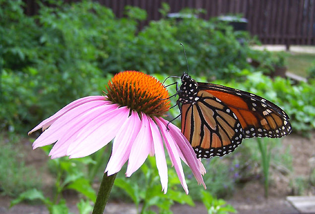 Great shot of a beautiful Monarch Bbutterfly on an Echinacea flower