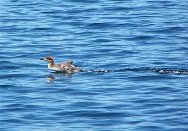 Rick Gordon captures a duckling swimming to catch up with mother on Quirke Lake