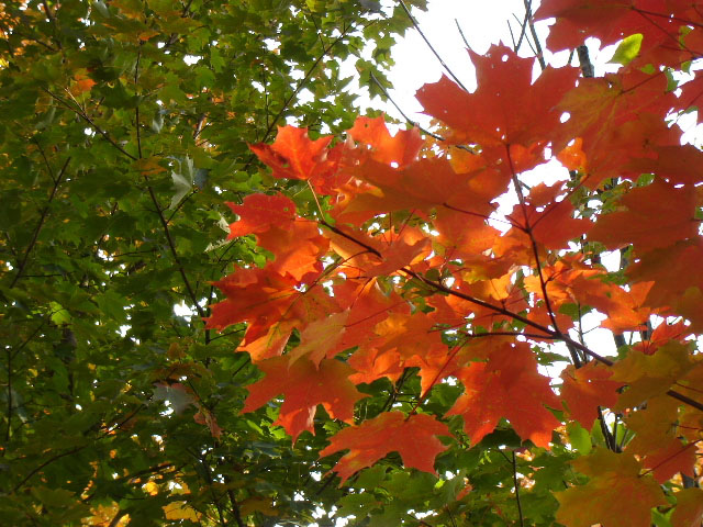 Beautiful Fall colours, submitted by Gale McNichol