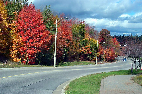 Beautiful shot of Ontario Avenue in October, submitted by Roger Gauthier
