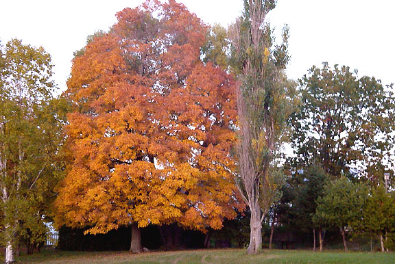 Elliot Lake's Beautiful Colours Captured by Ilean and Grant Brown