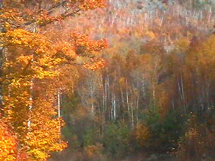 Beautiful Fall colours submitted by Tom Woodward