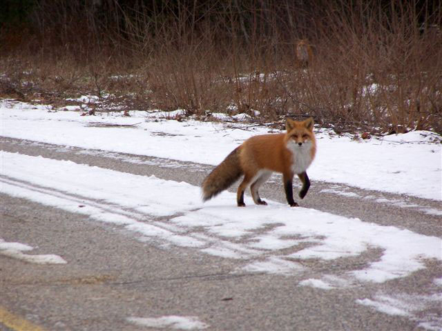 Fox taking a stroll on Panel Mine Road, submitted by Rick Gordon